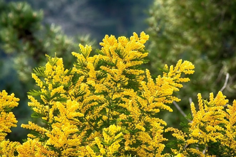 Mimosa-Flowers-Meaning-and-Symbolism.jpg